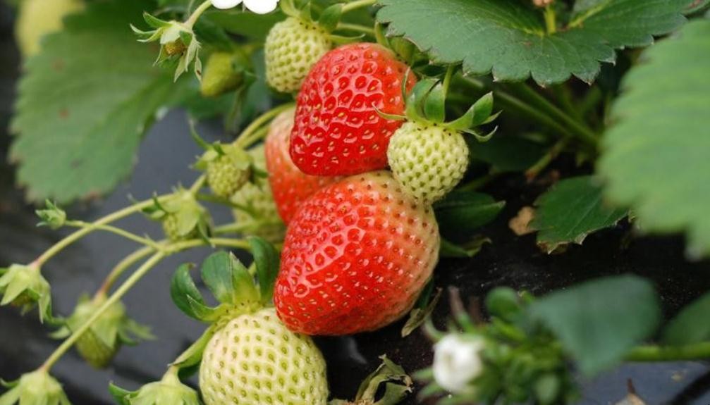為什麼草莓會出現畸形果