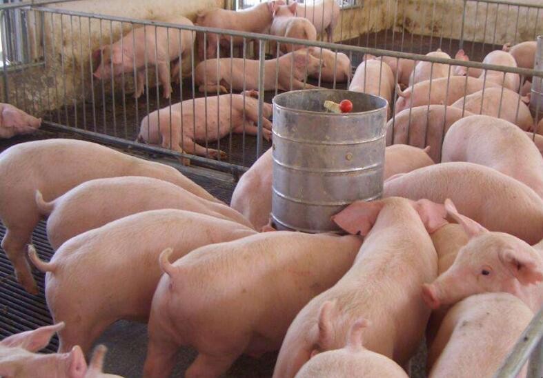 養豬如何節省飼料