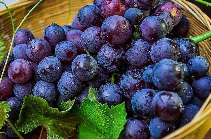 夏黑葡萄如何種植