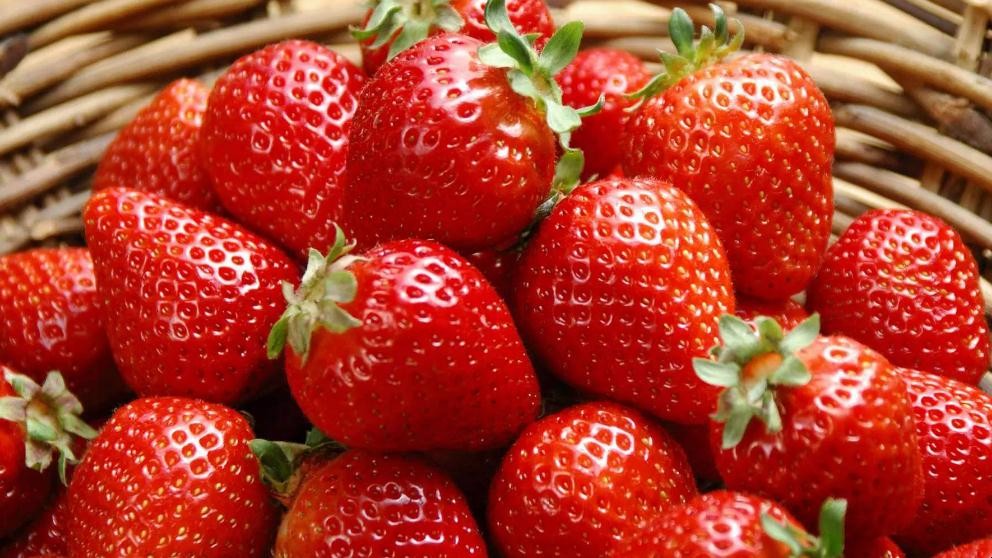 草莓炭疽病怎麼防治