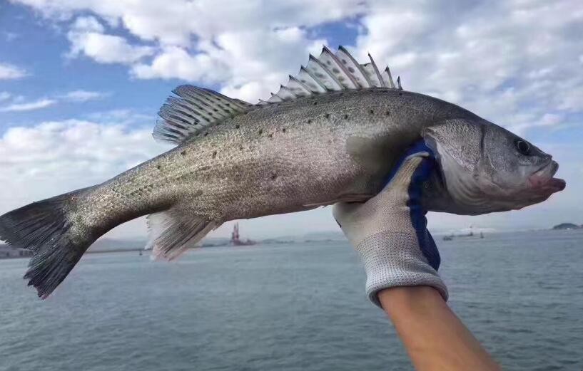 德州釣組能釣什麼魚