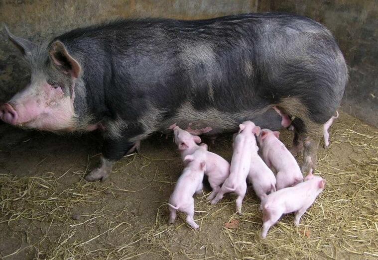 母豬受胎率低是什麼原因