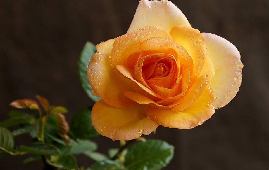 黃玫瑰花語是什麼