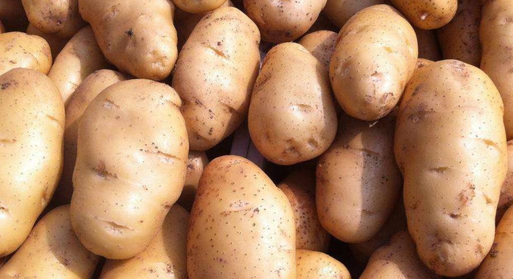 土豆怎麼種高產