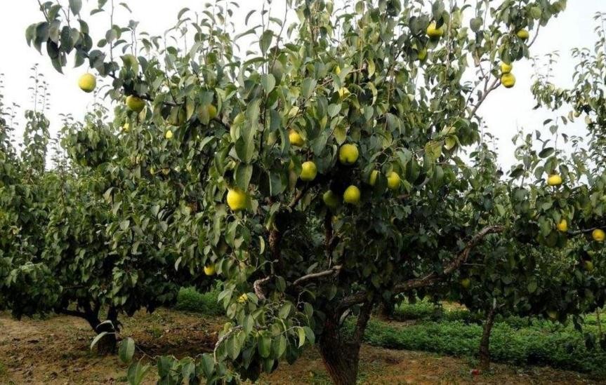 梨樹常見病蟲害防治措施是什麼