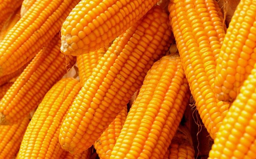 玉米能生吃嗎