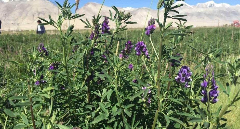紫花苜蓿草怎麼種植