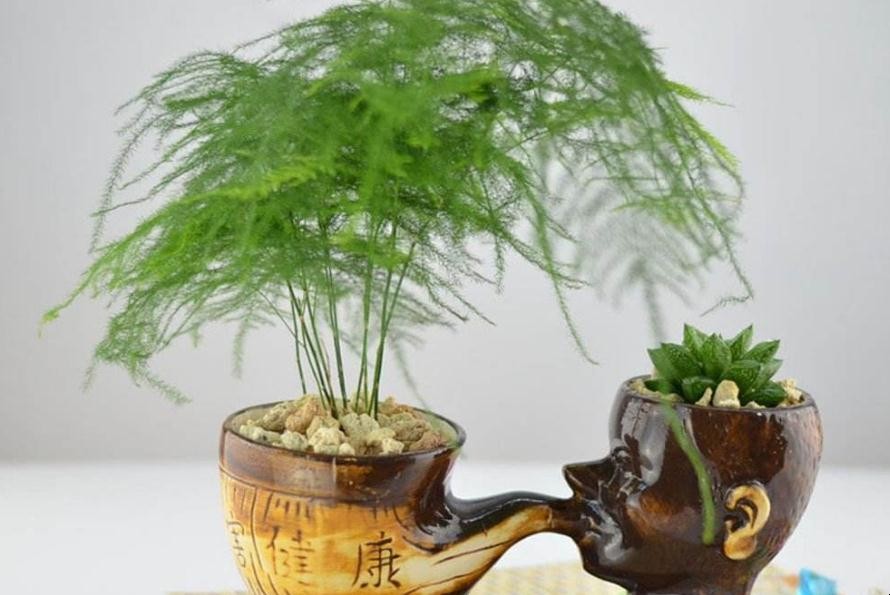 盆栽文竹怎麼養才長得好