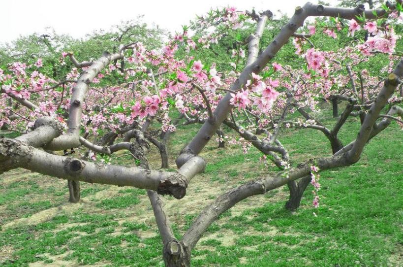 春季桃樹施什麼肥好