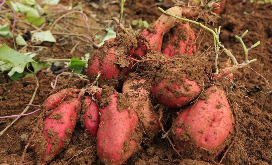 紅薯高產栽培技術有哪些