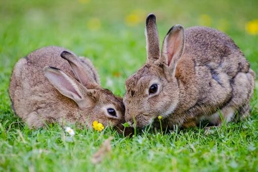 草兔和傢兔的區別是什麼