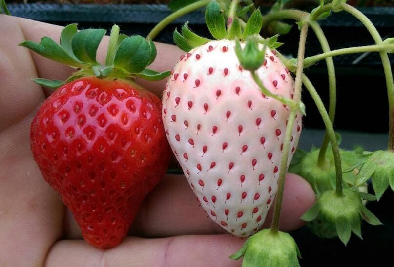 挑選草莓有什麼小竅門