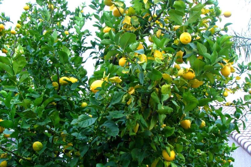 四季檸檬樹如何種植