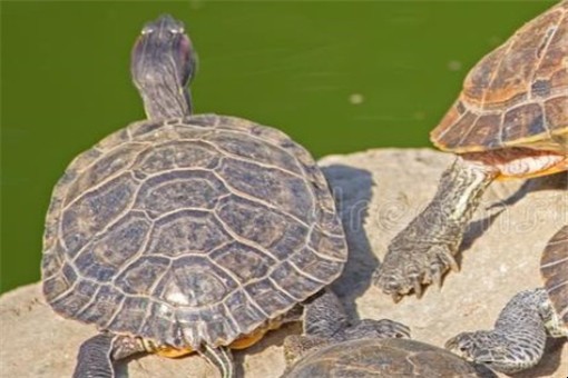 巴西龜和草龜有什麼區別