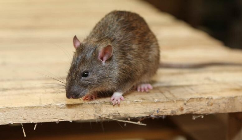 如何預防老鼠光臨