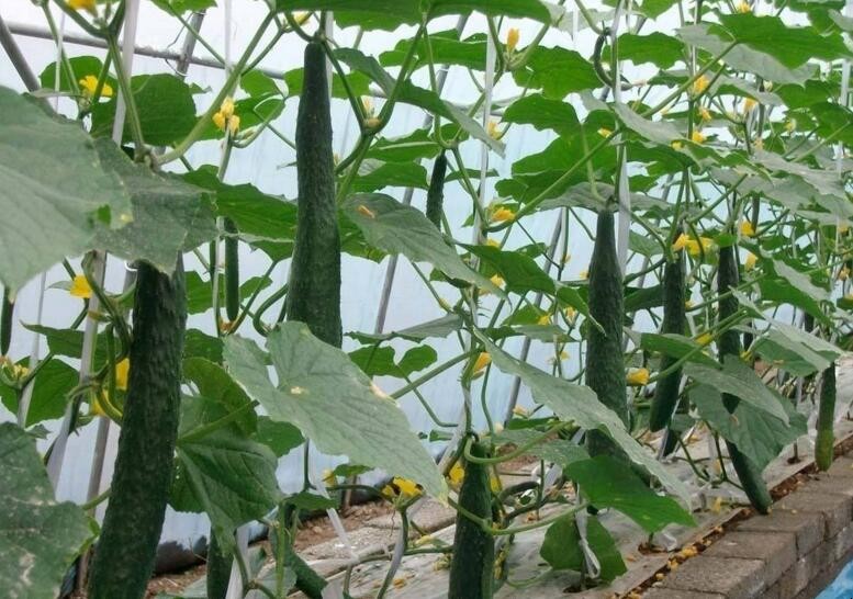 黃瓜高產種植有哪些技巧
