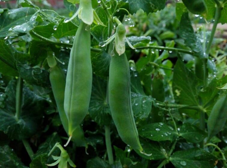 豌豆如何種植產量高