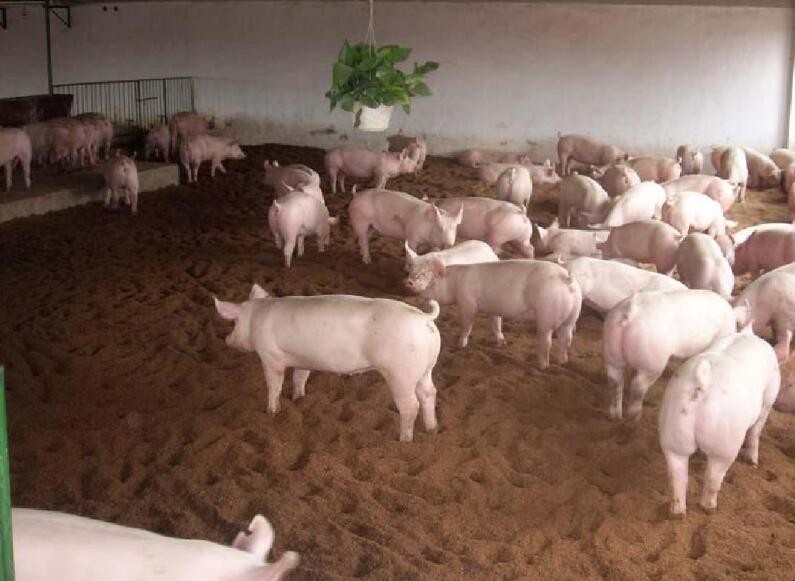 發酵飼料養豬有什麼優點