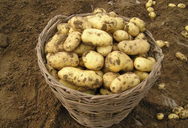 土豆播種後腐爛是什麼原因