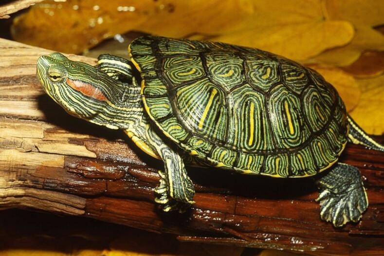 巴西龜可以幹養嗎