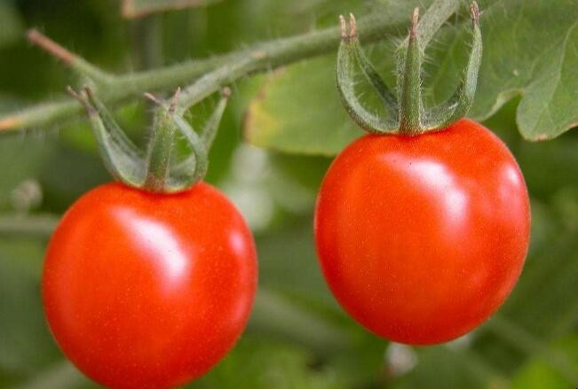 陽臺種西紅柿註意事項有哪些
