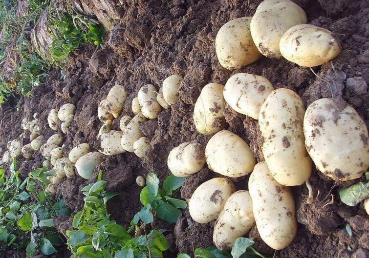 土豆田間管理有什麼技術