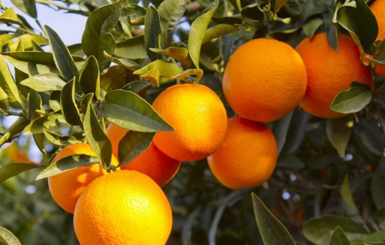 橙子樹種植註意事項有哪些