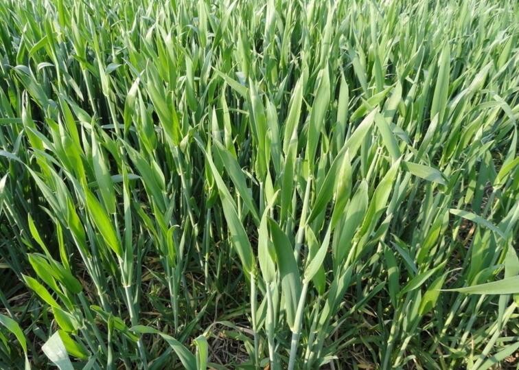 小麥苗葉色異常是什麼原因