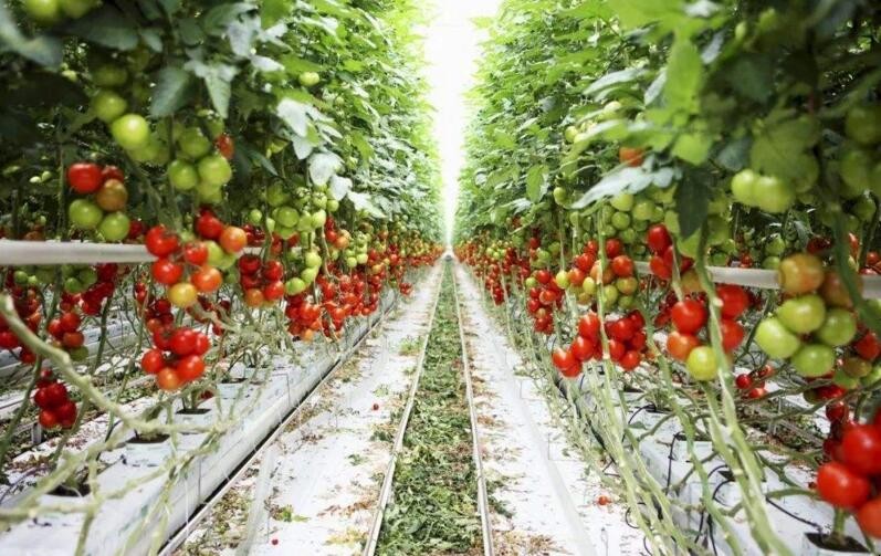 大棚西紅柿產量低是什麼原因