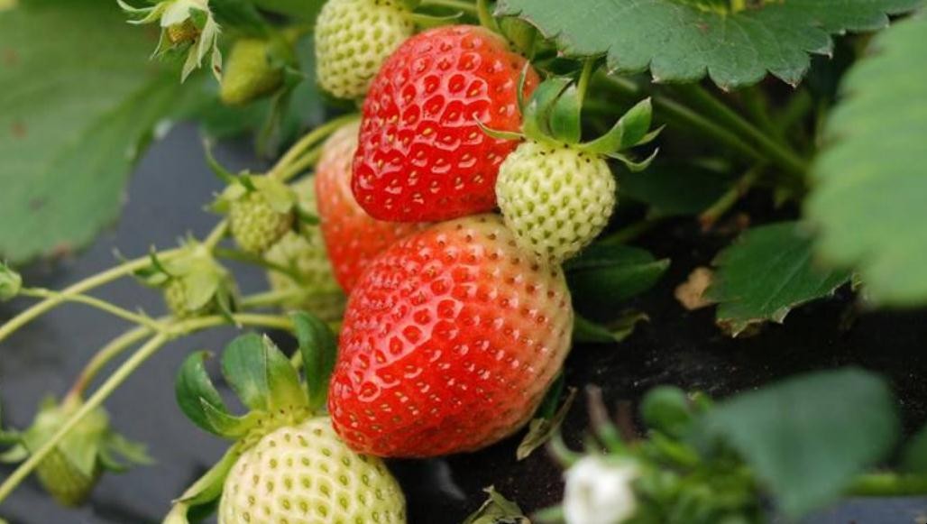草莓開花期註意什麼