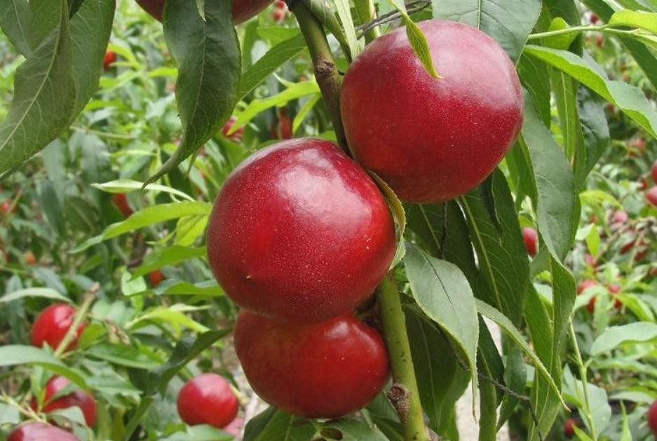 大棚油桃種植技術是什麼