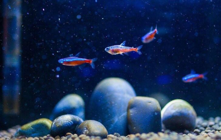 霓虹燈魚的繁殖技巧有哪些