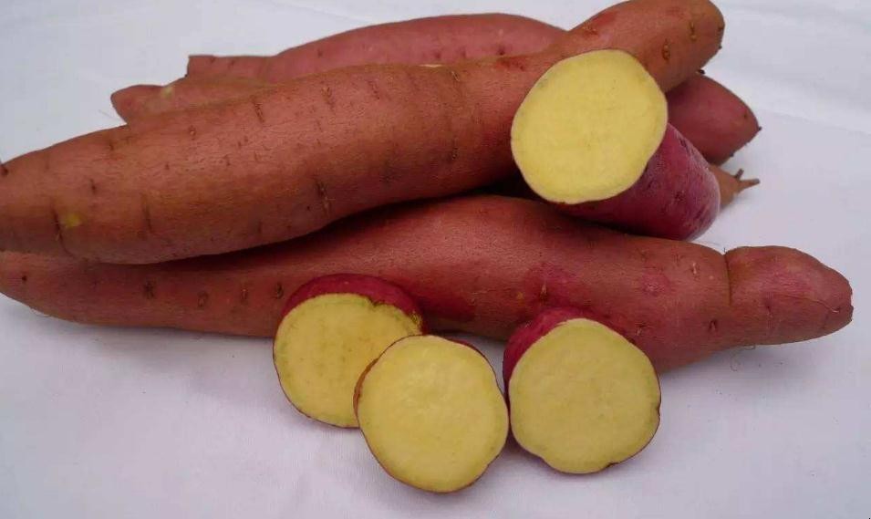 板栗紅薯是轉基因食品嗎