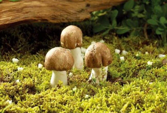 如何識別野生蘑菇是否有毒