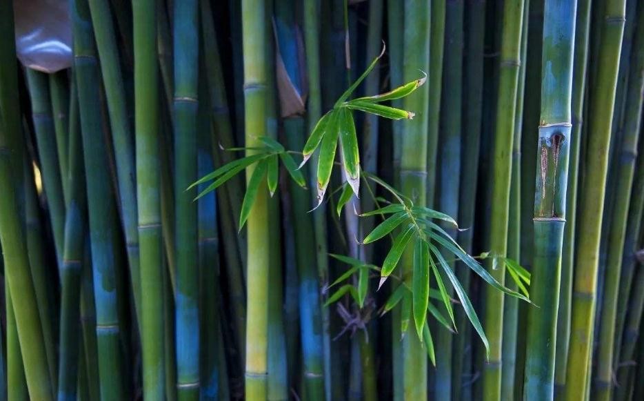竹子盆栽有哪些品種