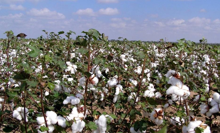 棉花畝產量多少斤