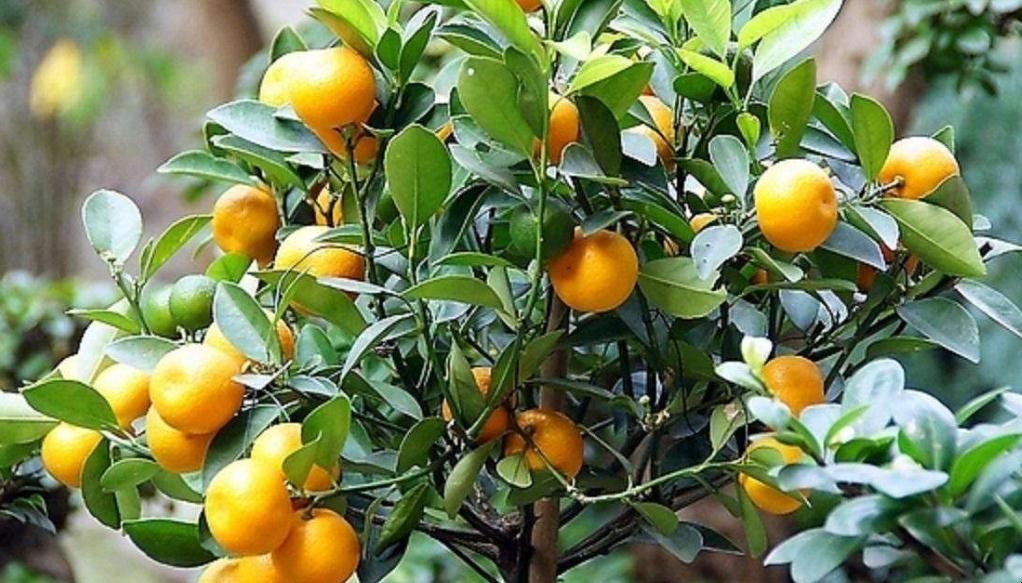 盆栽金橘怎麼養掛果多