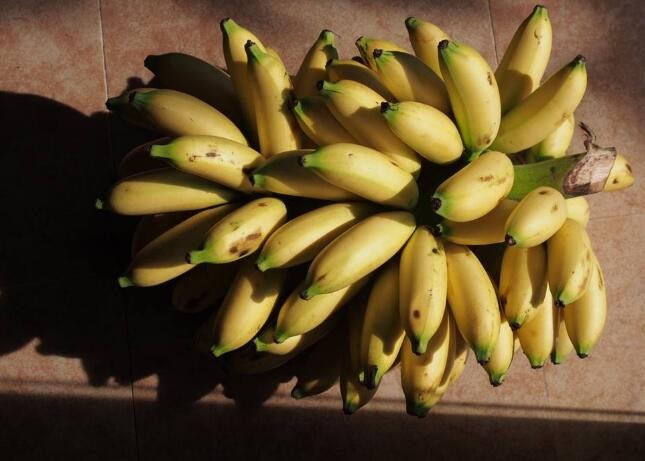 皇帝蕉種植方法是什麼