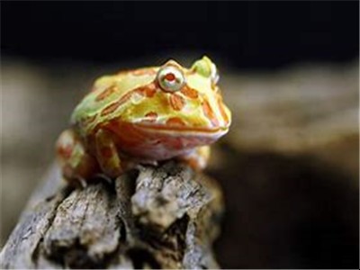 黃金角蛙如何飼養