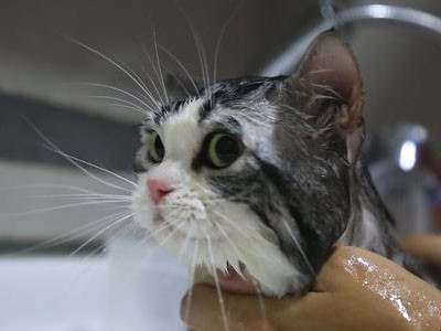 貓怕水怎麼洗澡