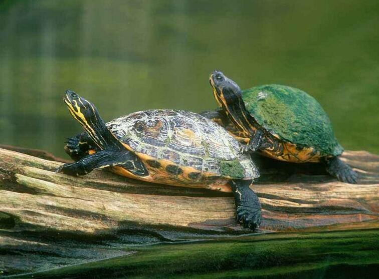 巴西龜怎麼養長得快