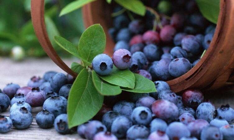 挑選藍莓有什麼小技巧