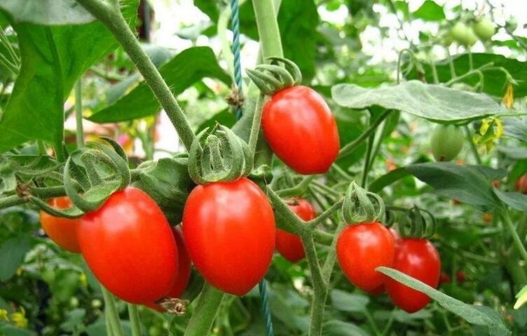 西紅柿落花落果是什麼原因