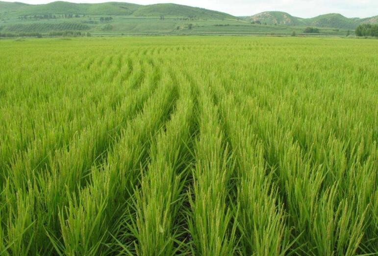 水稻除草註意哪些事項