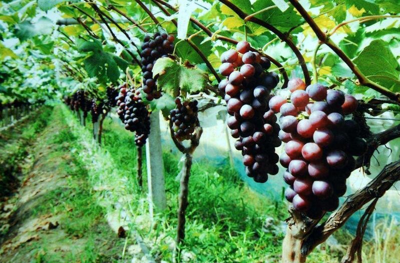葡萄移栽種植註意哪些事項