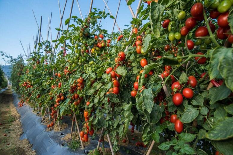 如何提高西紅柿的產量
