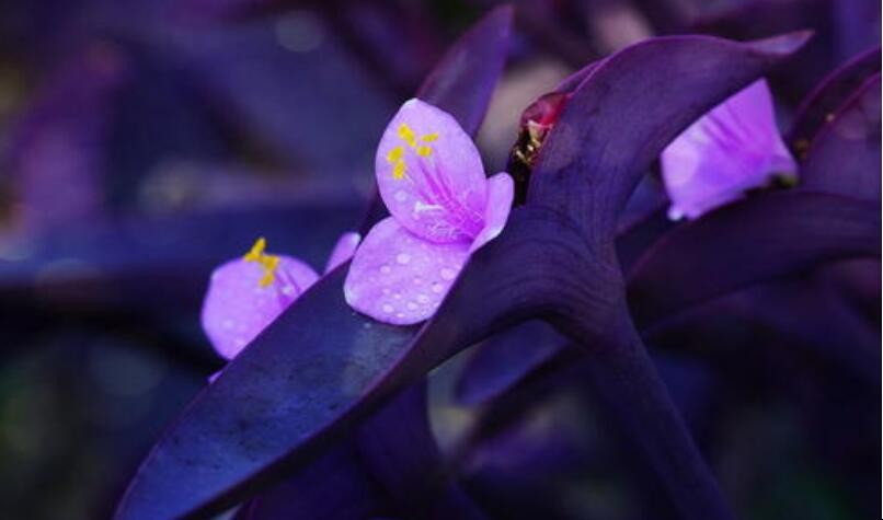紫鴨拓草怎麼種植