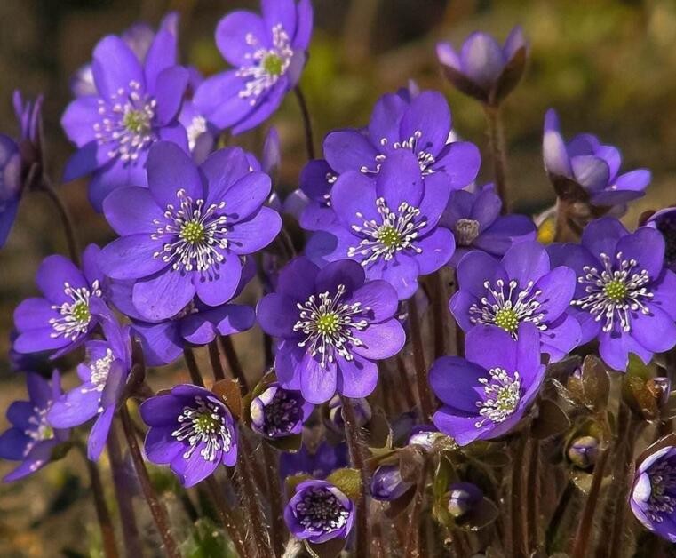 紫羅蘭成品花如何栽培