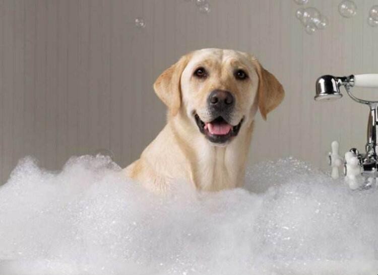 怎樣給寵物狗洗澡