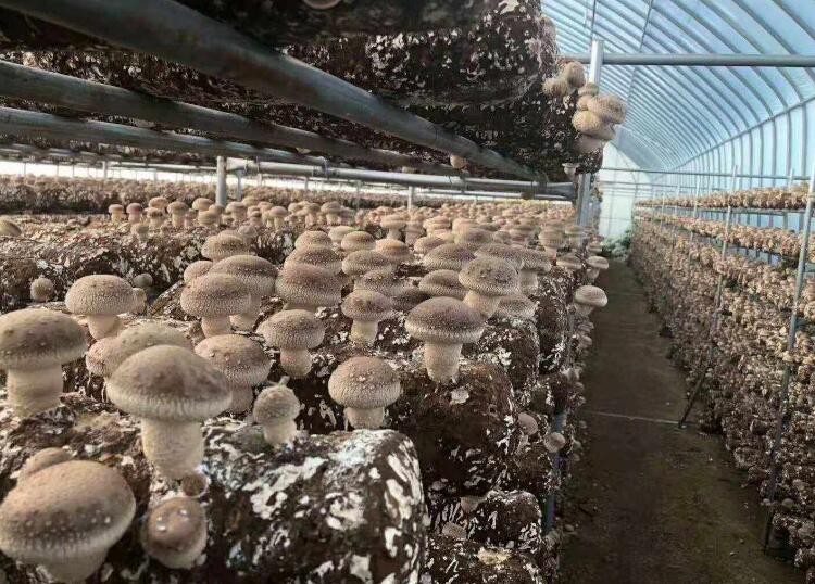 香菇怎麼種植